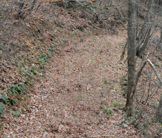 狭い登山道や遊歩道の階段は一部で、殆どの林道は広く落葉が敷き詰められている