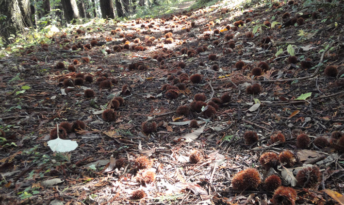 8.  中央登山道はヤマグリの宝庫らしい