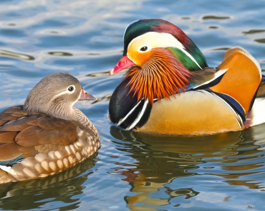 Couple de canard Mandarin (couleur classique)