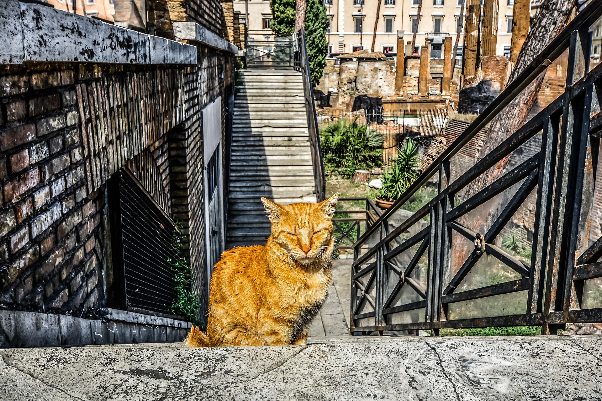 Gratis bagnato nero micio pic