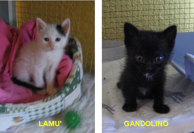 Lamu' e Gandolino