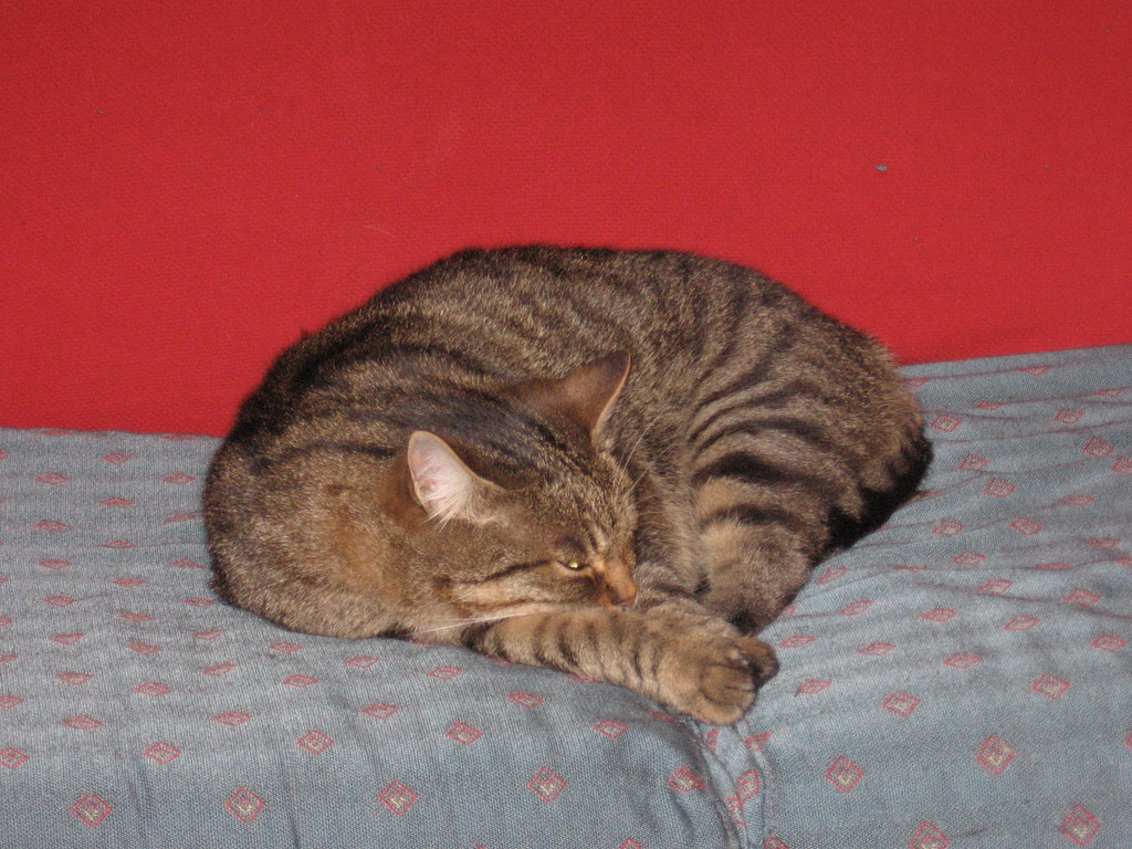 Tom