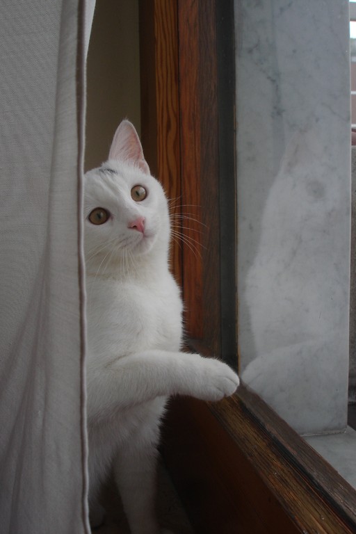Amleto