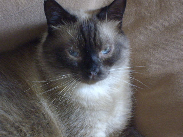 Gigio