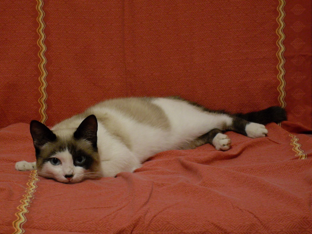 Johnny