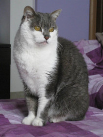 Carlotta
