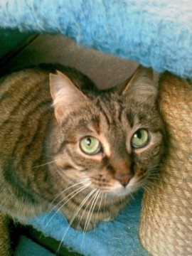 Ombra