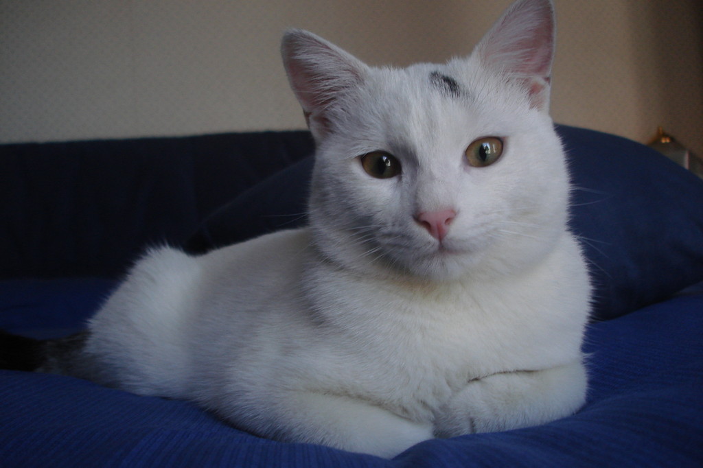 Amleto