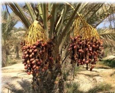 Dates Production Tree (Iran)