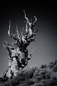 Anne - Pin Bristlecone, Californie