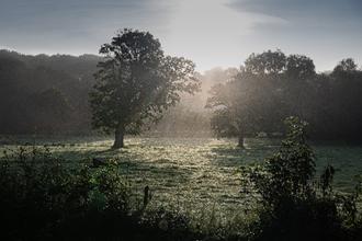 Anne - prairie Normande