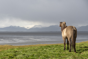 Anne Hardouin - petit cheval islandais, rural