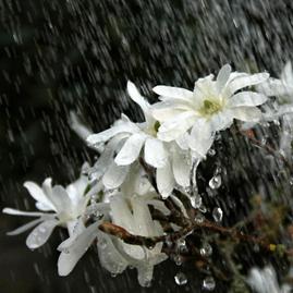 Jean-Paul - Magnolia Stellata sous la pluie
