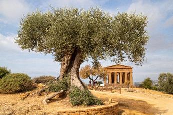 Michèle - Olivier, vallée des temples, Sicile