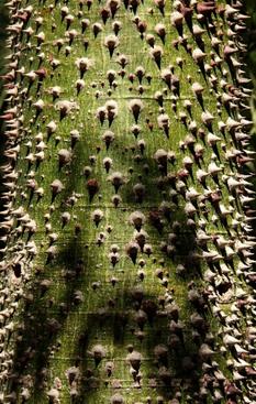 Jean-Paul, Ceiba Speciosa, Sardaigne