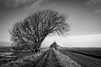 Anne - Arbre penché, Mont Saint Michel