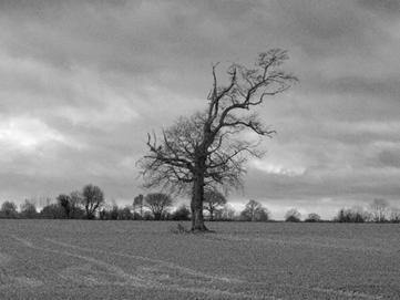 Cathy - campagne de Bernay