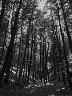Cécile - l'été en forêt, Bohême