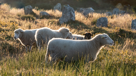 Hardouin Anne - les moutons de Carnac