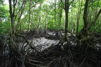 Bernard - Mangrove Malaisienne
