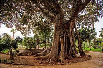 Michèle - Ficus, Palerme