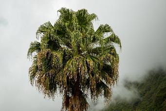 Michèle - palmier dans le brouillard, La Réunion