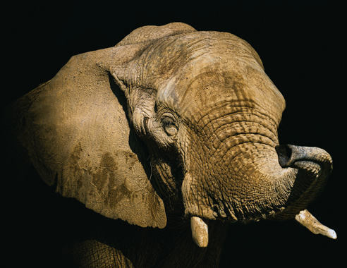 Elie Gaelle - l'éléphant de Beauval