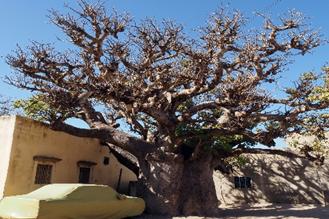 Alain - baobab, Sénégal