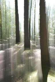 Isabelle - Arbres inondés de lumière, Grimbosq