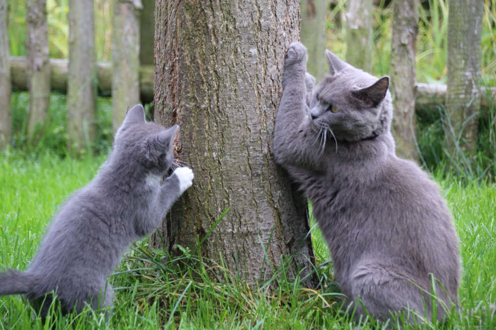 Britische Kurzhaar Katze Haltung Von Britisch Kurzhaar