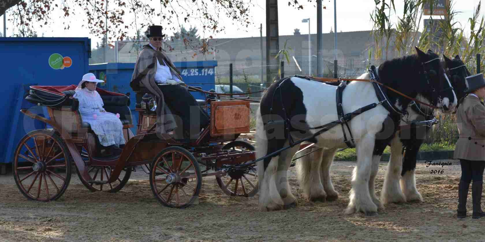 Cheval Passion 2016 - IRISH COB - Attelage en paire - 4