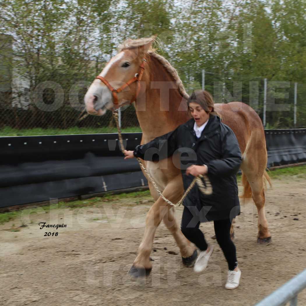 Concours Régional "OCCITANIE" de Chevaux de Traits à REQUISTA en 2018 - GALIA DES AMOUROUX - 3