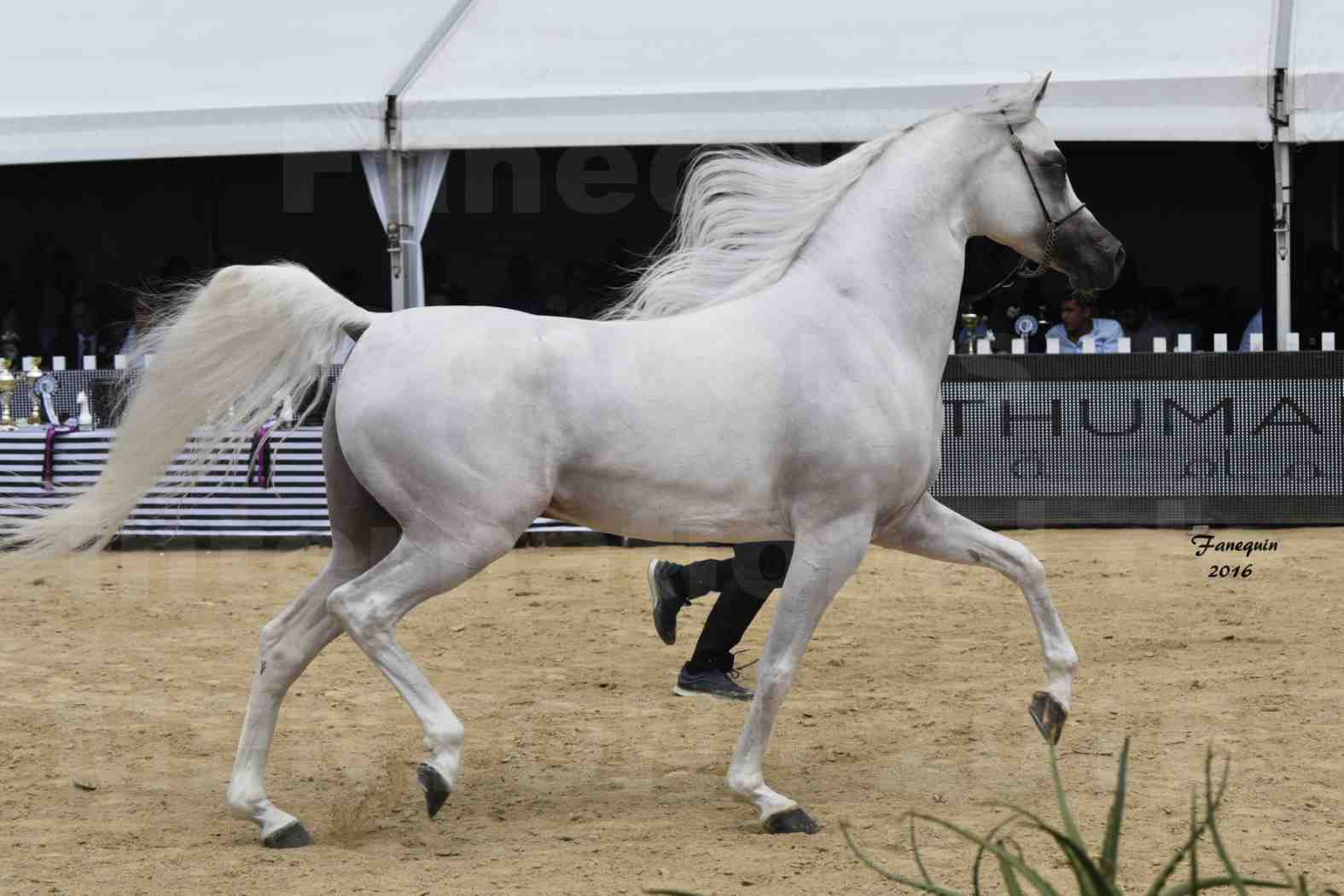 Show International de chevaux ARABES de MENTON 2016 - AJA ANGELO - 26