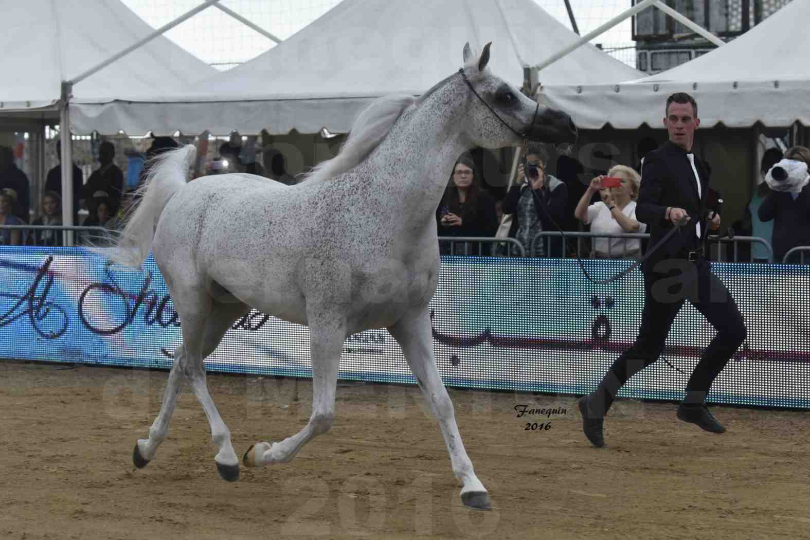 Championnat du pur-sang arabe de la Méditerranée et des pays arabes - MENTON 2016 - MAGIC MA CHERIE - Notre Sélection - 07