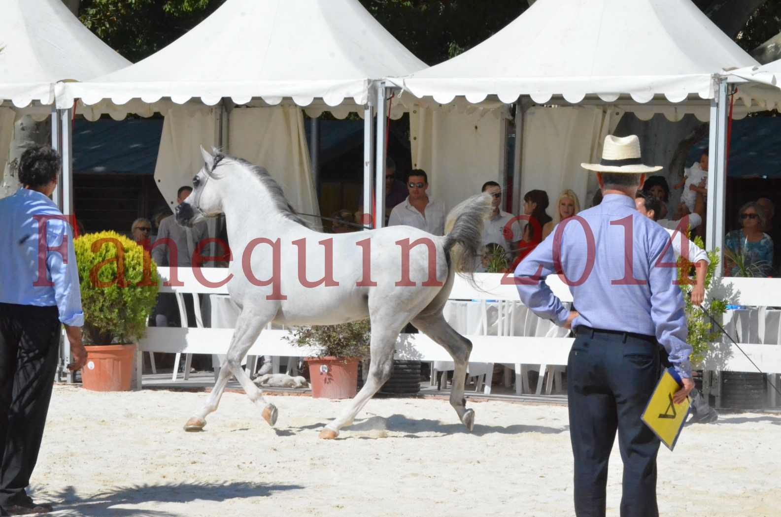 Concours National de Nîmes de chevaux ARABES 2014 - Sélection - SHAOLIN DE NEDJAIA - 65