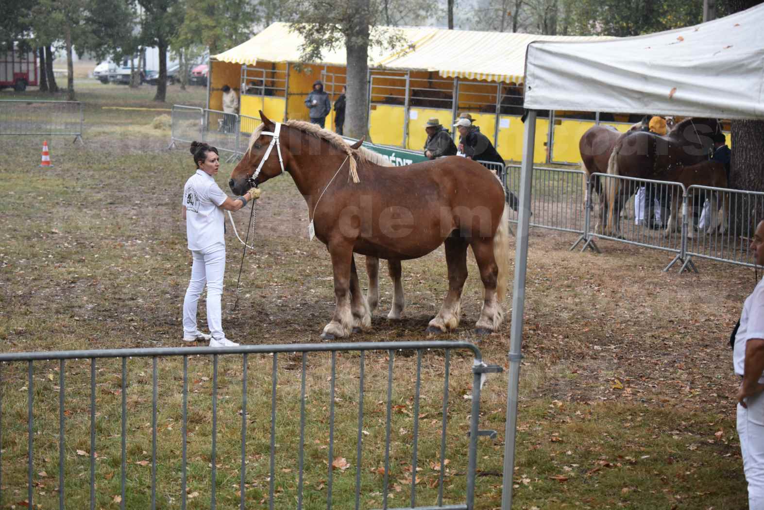 Concours Régional de chevaux de traits en 2017 - Trait COMTOIS - Jument suitée - ROXIE 7 - 02