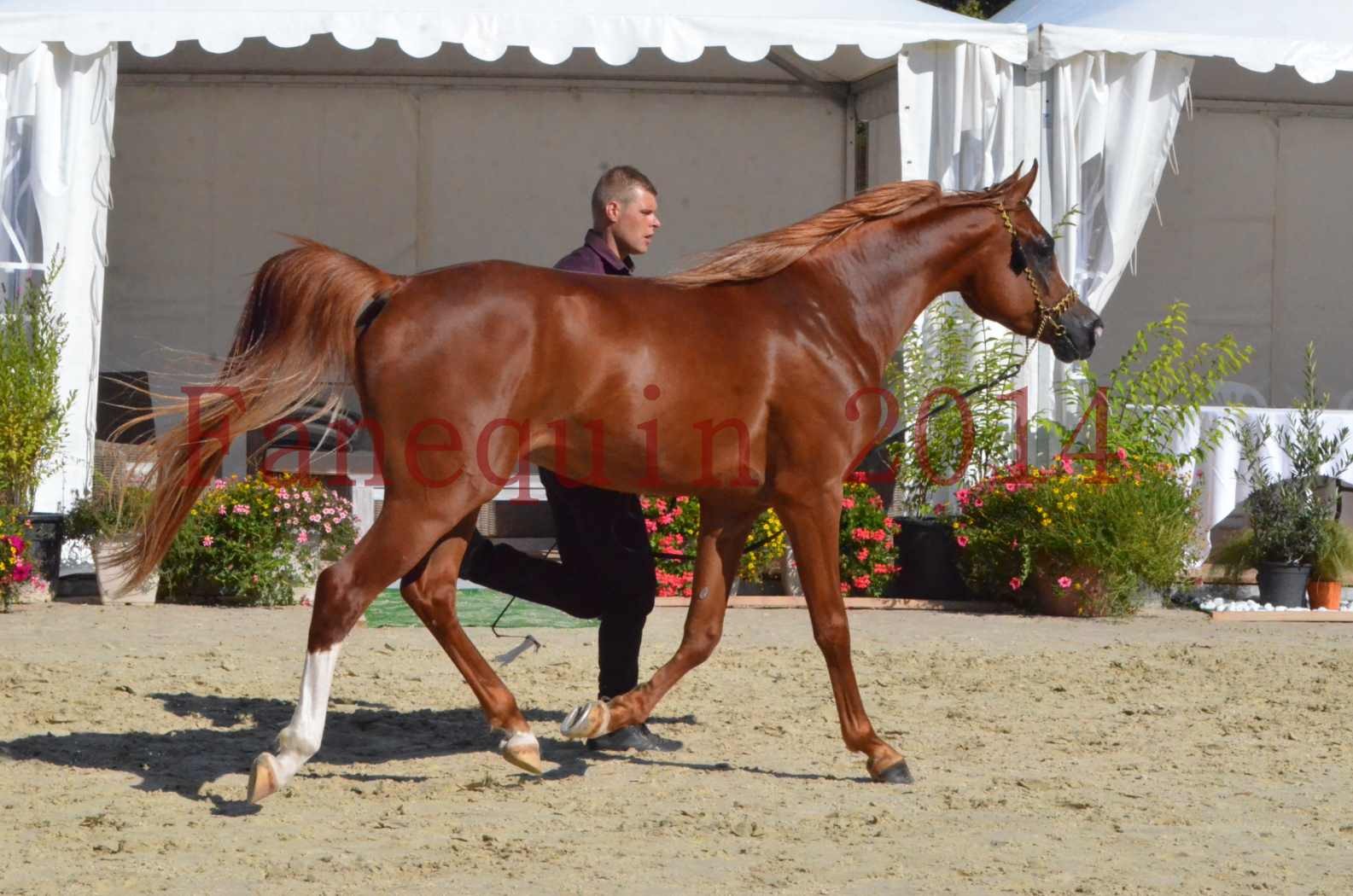 Championnat de FRANCE 2014 - Amateurs - SELECTO IBN SAMAWI - 046