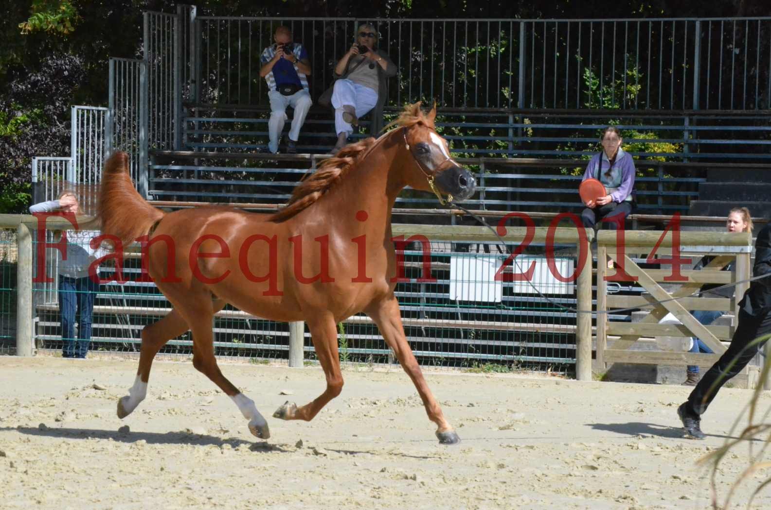 ﻿CHAMPIONNAT DE FRANCE 2014 A POMPADOUR - Sélection - KINSHASA JA - 38