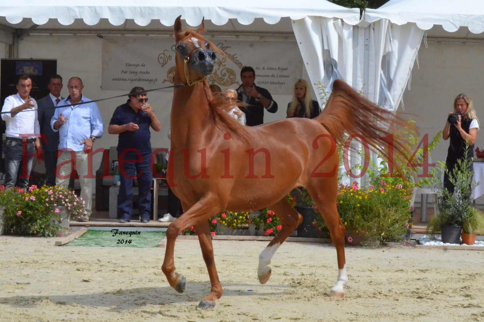 ﻿CHAMPIONNAT DE FRANCE 2014 A POMPADOUR - Notre Sélection - KINSHASA JA - 26