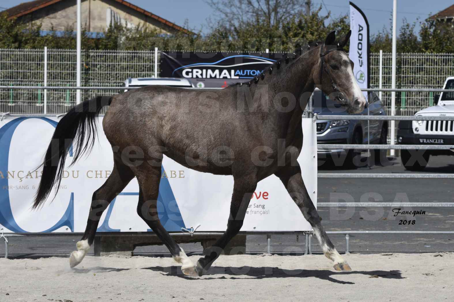 Concours d'élevage de Chevaux Arabes - D. S. A. - A. A. - ALBI les 6 & 7 Avril 2018 - GOLD OF MARTRETTES - Notre Sélection - 9