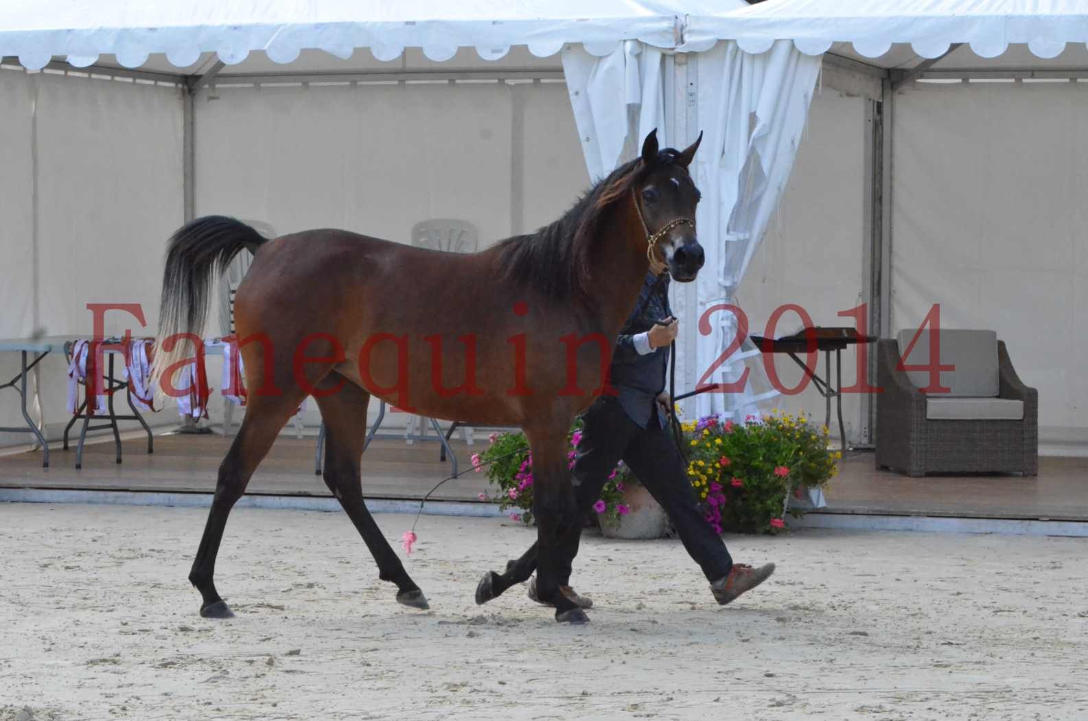 Championnat de FRANCE 2014 - Amateurs - KAL'ELLE D'ELHORIA - 27