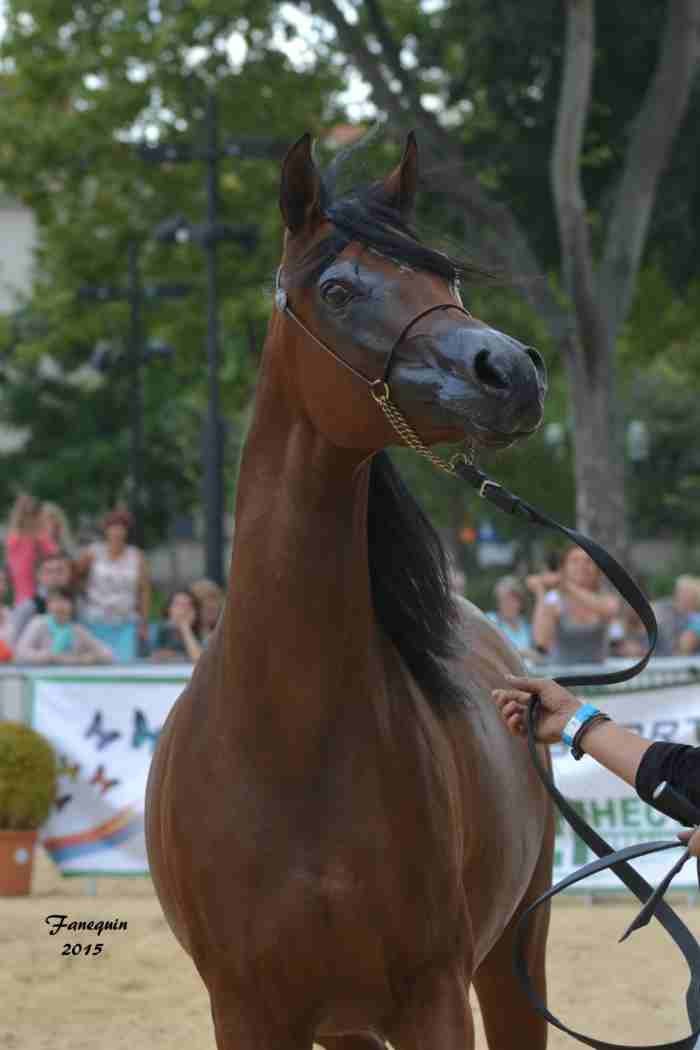 KARAWAN ALBIDAYER en 2015 - Concours national Nîmes prestige - notre sélection - Portraits - 2