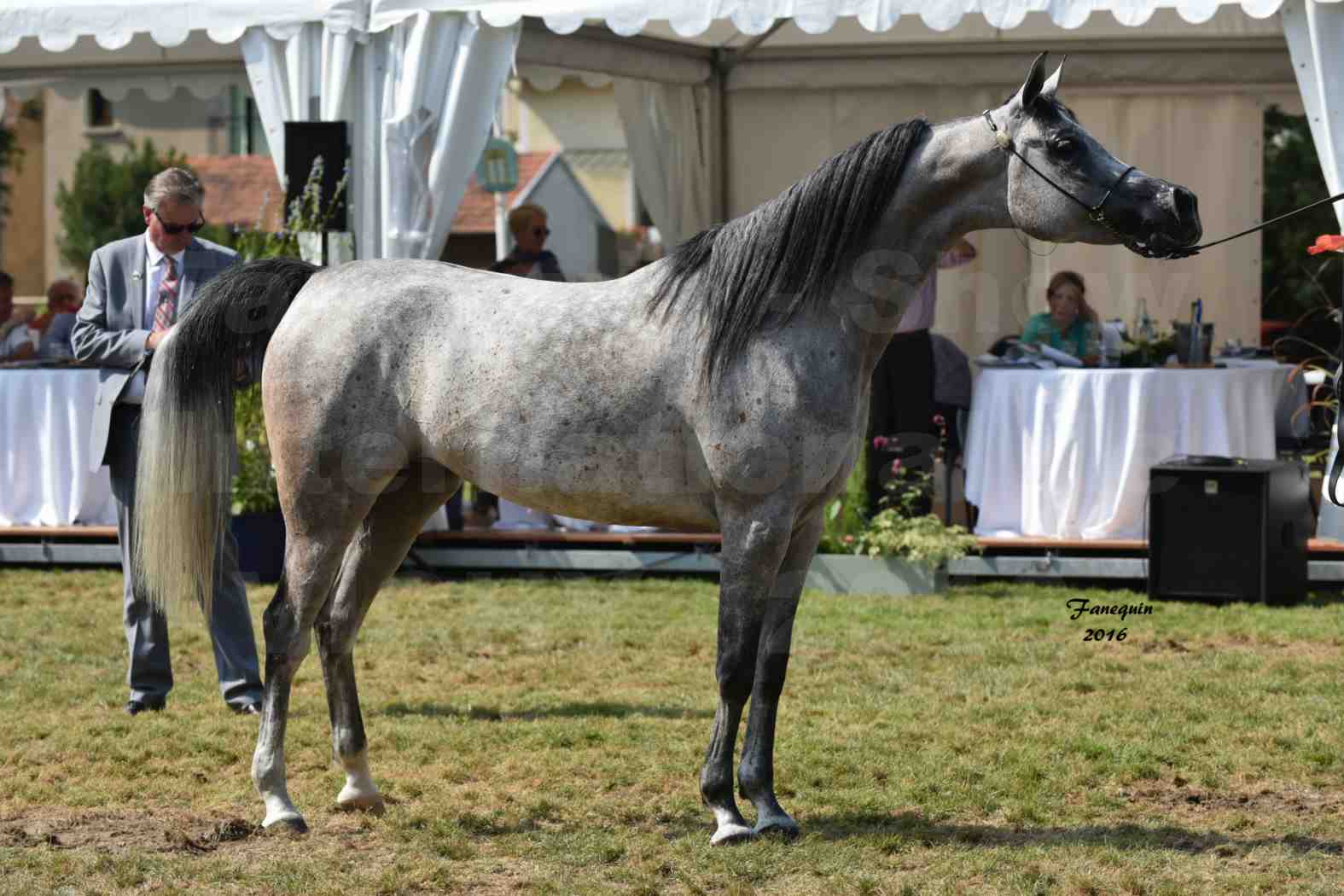 International Arabian Horse Show B de VICHY 2016 - ISABELLA - Notre Sélection - 09