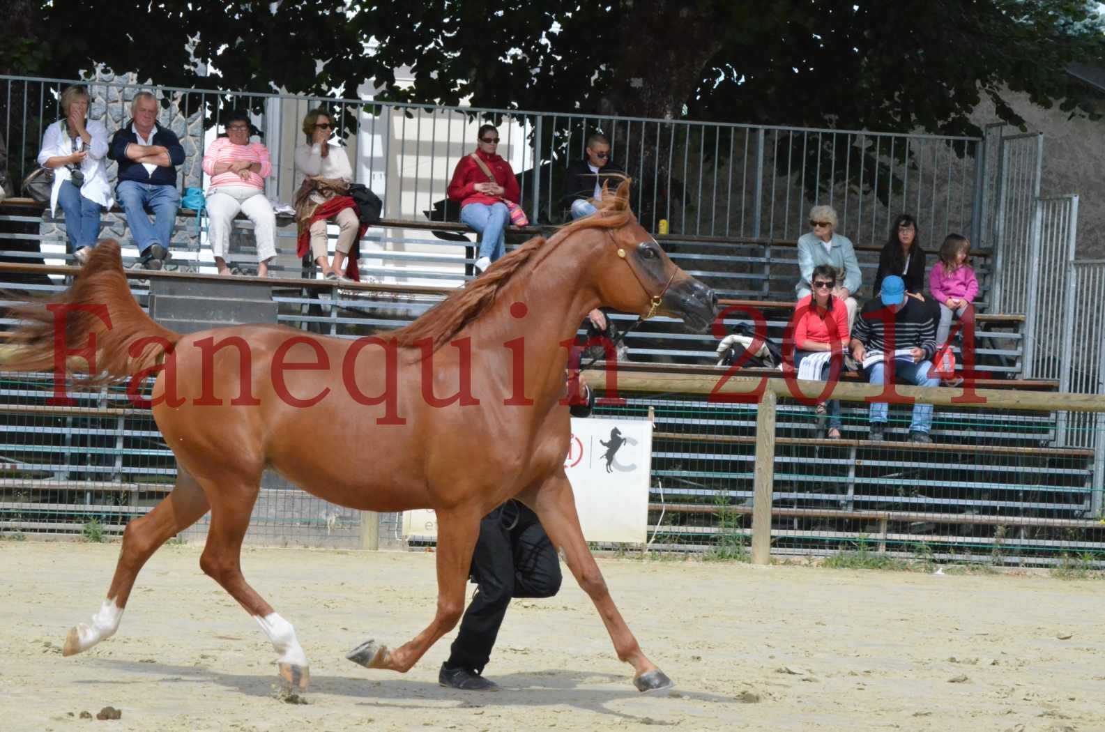 ﻿CHAMPIONNAT DE FRANCE 2014 A POMPADOUR - Championnat - KINSHASA JA - 21