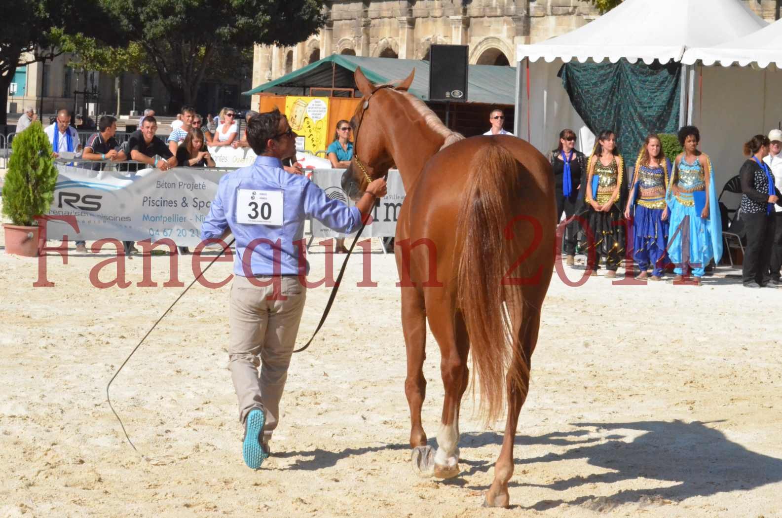 Concours National de Nîmes de chevaux ARABES 2014 - Championnat - MASSAI DE BARREL - 50