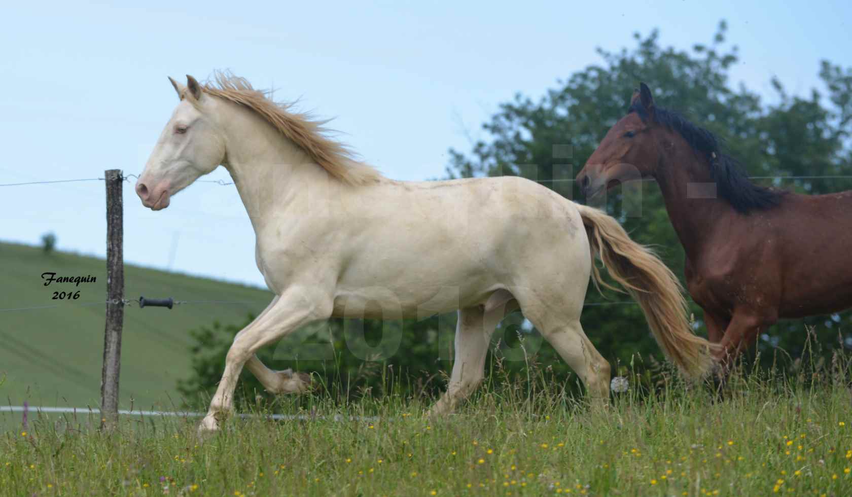 Chevaux PRE de l'élevage DEL TESSUOR - Frédérique VIGNE - 04