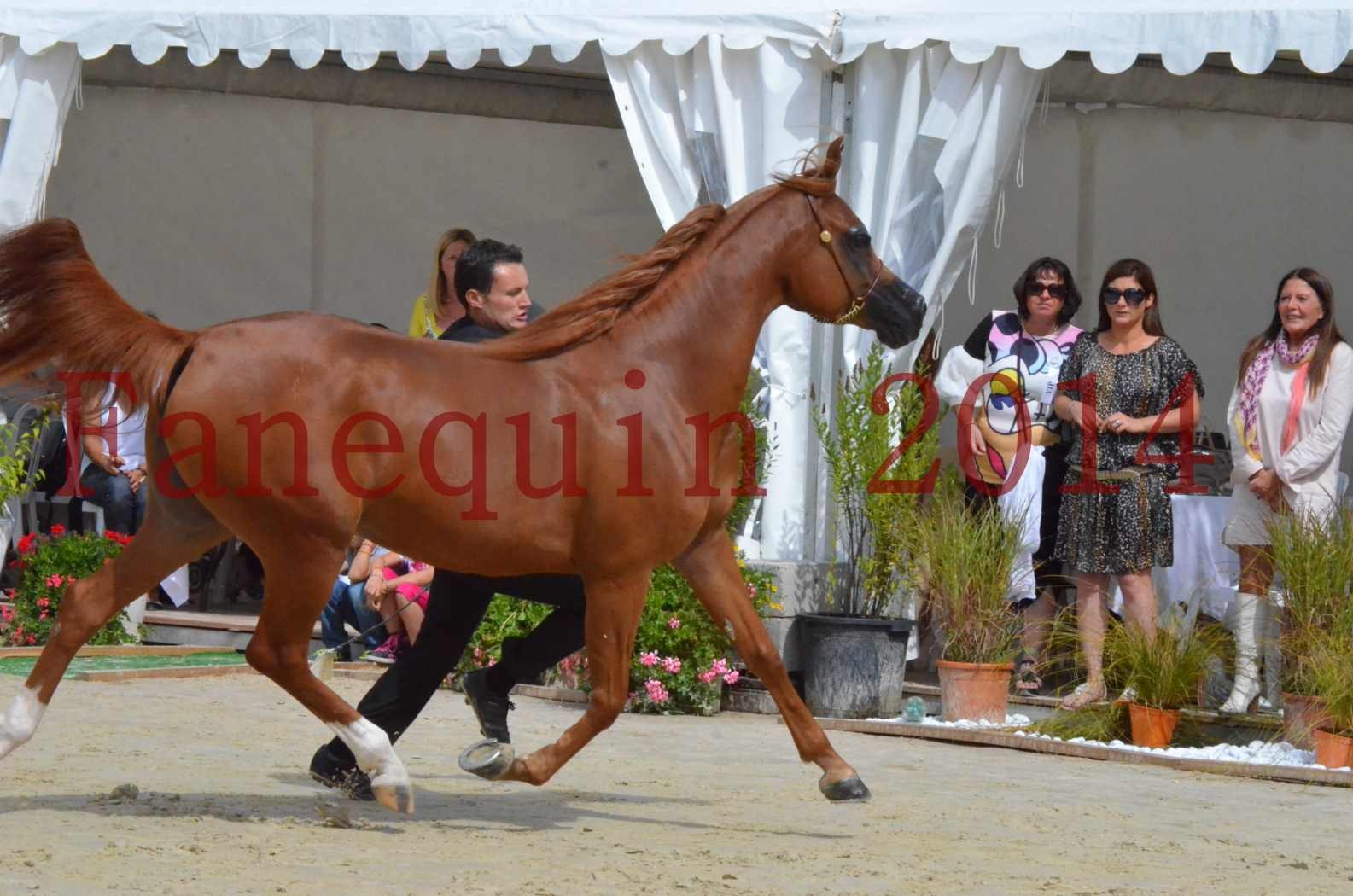 ﻿CHAMPIONNAT DE FRANCE 2014 A POMPADOUR - Championnat - KINSHASA JA - 25