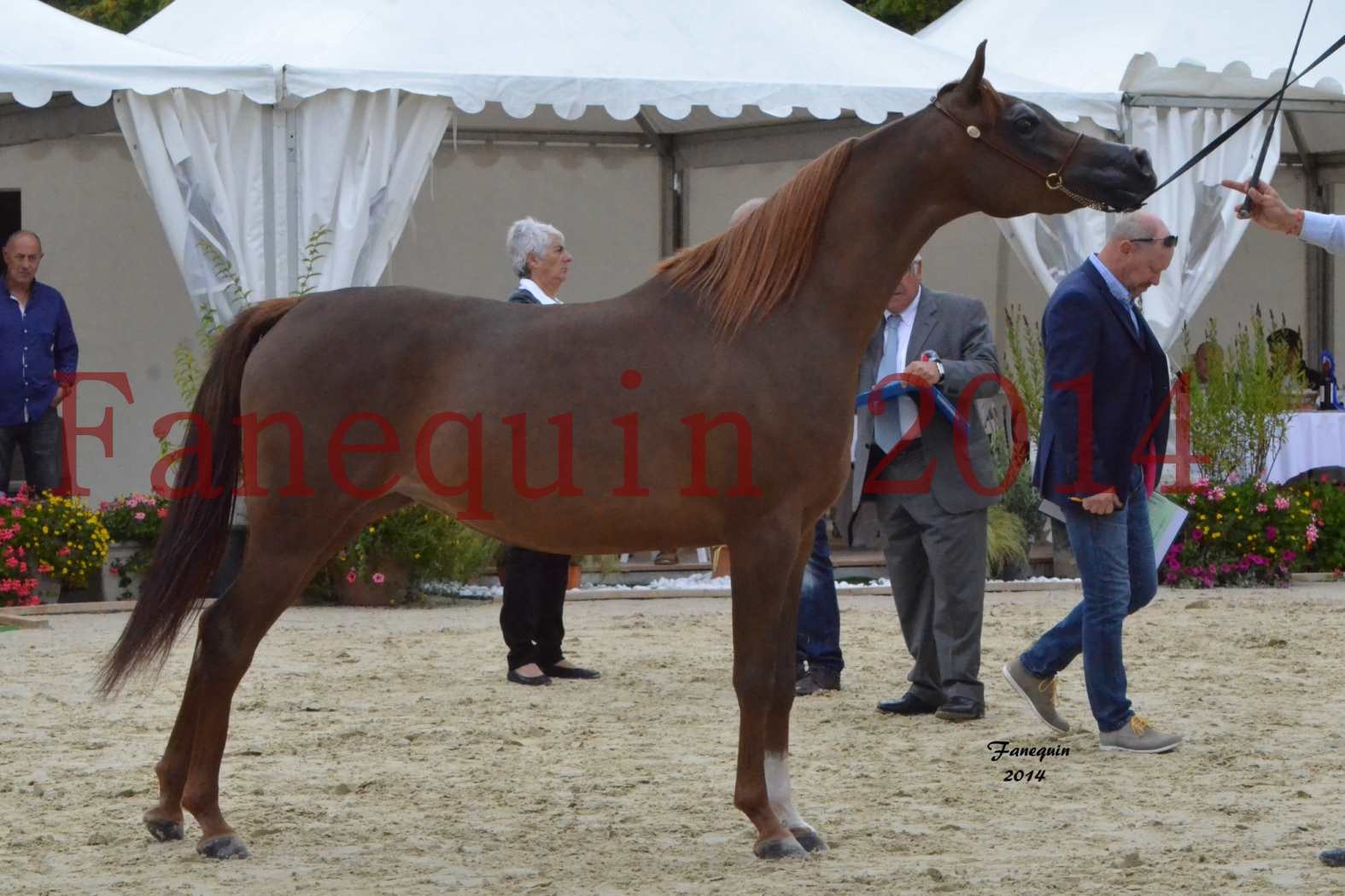 CHAMPIONNAT DE FRANCE 2014 A POMPADOUR - Notre Sélection - BADI'AH DE CARTHEREY - 05