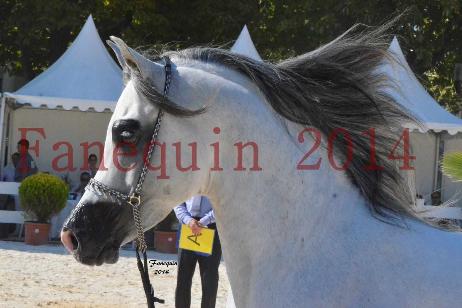 Concours National de Nîmes de chevaux ARABES 2014 - Notre Sélection - Portraits - SHAOLIN DE NEDJAIA - 16