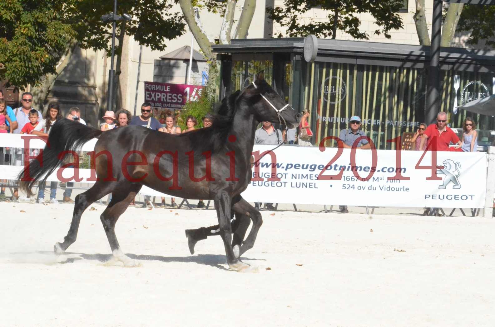 Concours National de Nîmes de chevaux ARABES 2014 - Sélection - Portraits - BALTYK DE CHAUMONT - 04